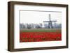 Netherlands, Old wooden windmill in a field of red tulips-Hollice Looney-Framed Photographic Print