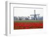 Netherlands, Old wooden windmill in a field of red tulips-Hollice Looney-Framed Photographic Print