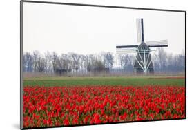 Netherlands, Old wooden windmill in a field of red tulips-Hollice Looney-Mounted Photographic Print