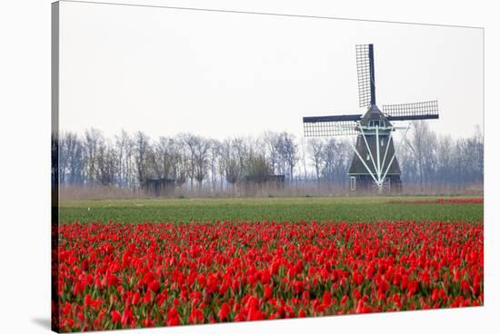 Netherlands, Old wooden windmill in a field of red tulips-Hollice Looney-Stretched Canvas