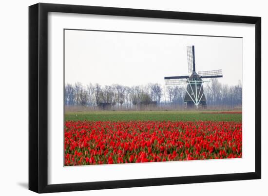 Netherlands, Old wooden windmill in a field of red tulips-Hollice Looney-Framed Photographic Print