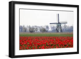 Netherlands, Old wooden windmill in a field of red tulips-Hollice Looney-Framed Photographic Print