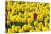 Netherlands, South Holland, Nordwijkerhout. A single red tulip flower in a field of yellow tulips.-Jason Langley-Stretched Canvas