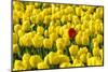 Netherlands, South Holland, Nordwijkerhout. A single red tulip flower in a field of yellow tulips.-Jason Langley-Mounted Photographic Print