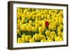 Netherlands, South Holland, Nordwijkerhout. A single red tulip flower in a field of yellow tulips.-Jason Langley-Framed Photographic Print