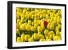 Netherlands, South Holland, Nordwijkerhout. A single red tulip flower in a field of yellow tulips.-Jason Langley-Framed Photographic Print