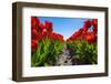 Netherlands, South Holland, Nordwijkerhout. Red Dutch tulips in bloom against a blue sky.-Jason Langley-Framed Photographic Print