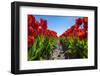 Netherlands, South Holland, Nordwijkerhout. Red Dutch tulips in bloom against a blue sky.-Jason Langley-Framed Photographic Print