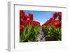 Netherlands, South Holland, Nordwijkerhout. Red Dutch tulips in bloom against a blue sky.-Jason Langley-Framed Photographic Print