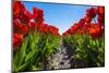 Netherlands, South Holland, Nordwijkerhout. Red Dutch tulips in bloom against a blue sky.-Jason Langley-Mounted Photographic Print