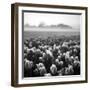 Netherlands-Maciej Duczynski-Framed Photographic Print