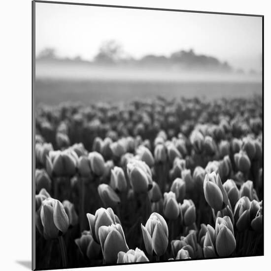 Netherlands-Maciej Duczynski-Mounted Photographic Print