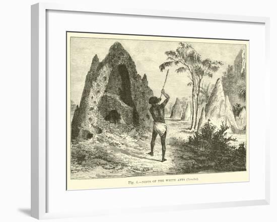 Nets of the White Ants, Termites-null-Framed Giclee Print