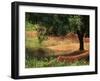 Nets under Olive Trees, Corsica, France, Europe-Miller John-Framed Photographic Print