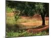 Nets under Olive Trees, Corsica, France, Europe-Miller John-Mounted Photographic Print