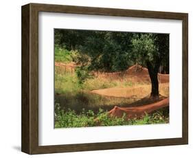 Nets under Olive Trees, Corsica, France, Europe-Miller John-Framed Photographic Print