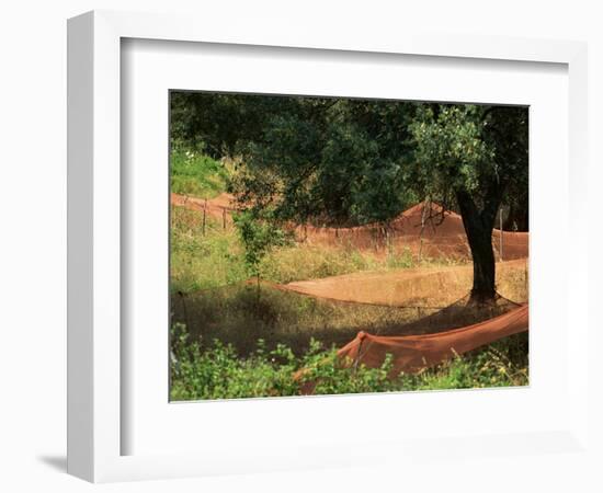 Nets under Olive Trees, Corsica, France, Europe-Miller John-Framed Photographic Print