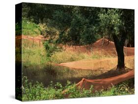 Nets under Olive Trees, Corsica, France, Europe-Miller John-Stretched Canvas