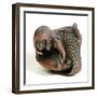 Netsuke Carved in the Shape of a Mermaid-null-Framed Giclee Print