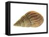 Netted Dog Whelk Shell, Normandy, France-Philippe Clement-Framed Stretched Canvas