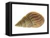 Netted Dog Whelk Shell, Normandy, France-Philippe Clement-Framed Stretched Canvas