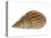 Netted Dog Whelk Shell, Normandy, France-Philippe Clement-Stretched Canvas