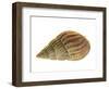 Netted Dog Whelk Shell, Normandy, France-Philippe Clement-Framed Photographic Print