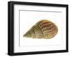 Netted Dog Whelk Shell, Normandy, France-Philippe Clement-Framed Photographic Print