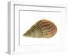 Netted Dog Whelk Shell, Normandy, France-Philippe Clement-Framed Photographic Print