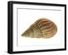 Netted Dog Whelk Shell, Normandy, France-Philippe Clement-Framed Photographic Print