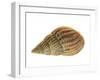 Netted Dog Whelk Shell, Normandy, France-Philippe Clement-Framed Photographic Print