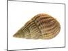 Netted Dog Whelk Shell, Normandy, France-Philippe Clement-Mounted Photographic Print
