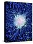 Neural Stem Cell Culture-Riccardo Cassiani-ingoni-Stretched Canvas