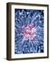 Neural Stem Cell Culture-Riccardo Cassiani-ingoni-Framed Photographic Print