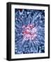 Neural Stem Cell Culture-Riccardo Cassiani-ingoni-Framed Photographic Print