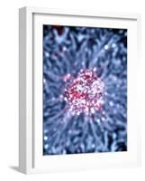 Neural Stem Cell Culture-Riccardo Cassiani-ingoni-Framed Photographic Print