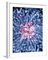 Neural Stem Cell Culture-Riccardo Cassiani-ingoni-Framed Photographic Print