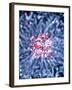 Neural Stem Cell Culture-Riccardo Cassiani-ingoni-Framed Photographic Print
