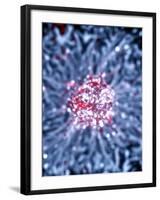 Neural Stem Cell Culture-Riccardo Cassiani-ingoni-Framed Photographic Print