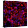 Neural Stem Cells In Culture-Riccardo Cassiani-ingoni-Stretched Canvas