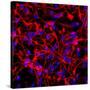 Neural Stem Cells In Culture-Riccardo Cassiani-ingoni-Stretched Canvas