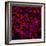 Neural Stem Cells In Culture-Riccardo Cassiani-ingoni-Framed Premium Photographic Print