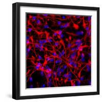 Neural Stem Cells In Culture-Riccardo Cassiani-ingoni-Framed Premium Photographic Print