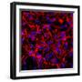 Neural Stem Cells In Culture-Riccardo Cassiani-ingoni-Framed Premium Photographic Print