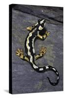 Neurergus Kaiseri (Luristan Newt, Emperor Spotted Newt)-Paul Starosta-Stretched Canvas