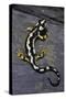 Neurergus Kaiseri (Luristan Newt, Emperor Spotted Newt)-Paul Starosta-Stretched Canvas