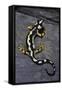 Neurergus Kaiseri (Luristan Newt, Emperor Spotted Newt)-Paul Starosta-Framed Stretched Canvas