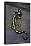 Neurergus Kaiseri (Luristan Newt, Emperor Spotted Newt)-Paul Starosta-Framed Stretched Canvas