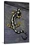 Neurergus Kaiseri (Luristan Newt, Emperor Spotted Newt)-Paul Starosta-Stretched Canvas