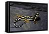 Neurergus Kaiseri (Luristan Newt, Emperor Spotted Newt)-Paul Starosta-Framed Stretched Canvas